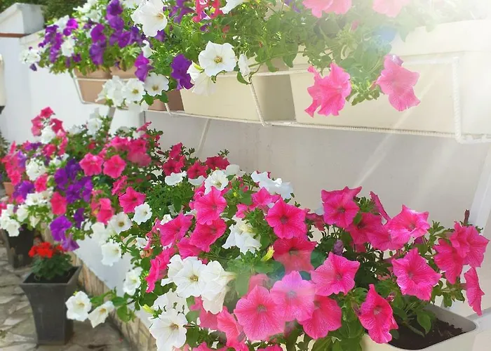 Апартаменты Bagaric Стари Град